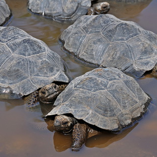Galapagos - Isabela - Tortoises